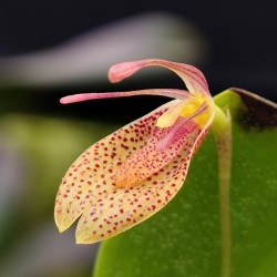 Restrepia oversteegenii (nomen nudum)