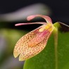Restrepia oversteegenii (nomen nudum)