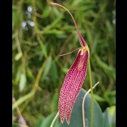 Restrepia schizosepala