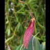 Restrepia schizosepala