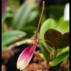 Restrepia seketii [RE-052]