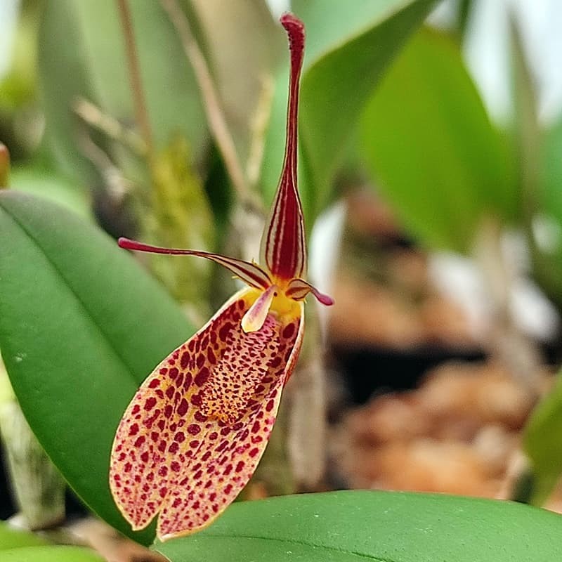 Restrepia species affinis royi [AO-03943]