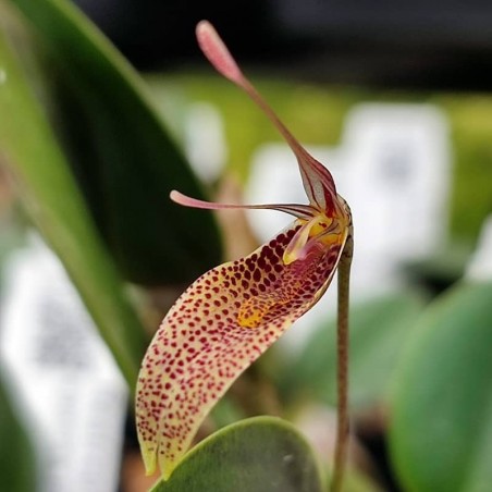 Restrepia species [RE-020]
