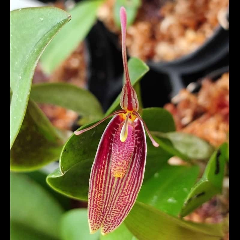 Restrepia contorta [AO-03963]