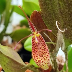 Restrepia contorta [AO-03967]