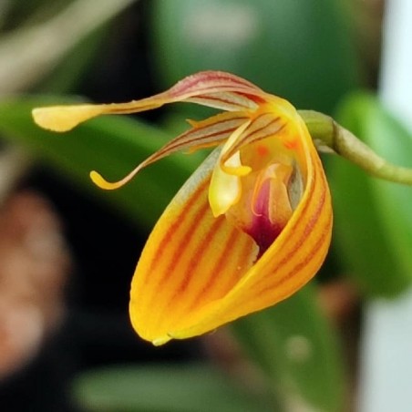 Restrepia nittiorhyncha