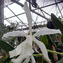 Cattleya Schilleriana grex (1898) f. alba
