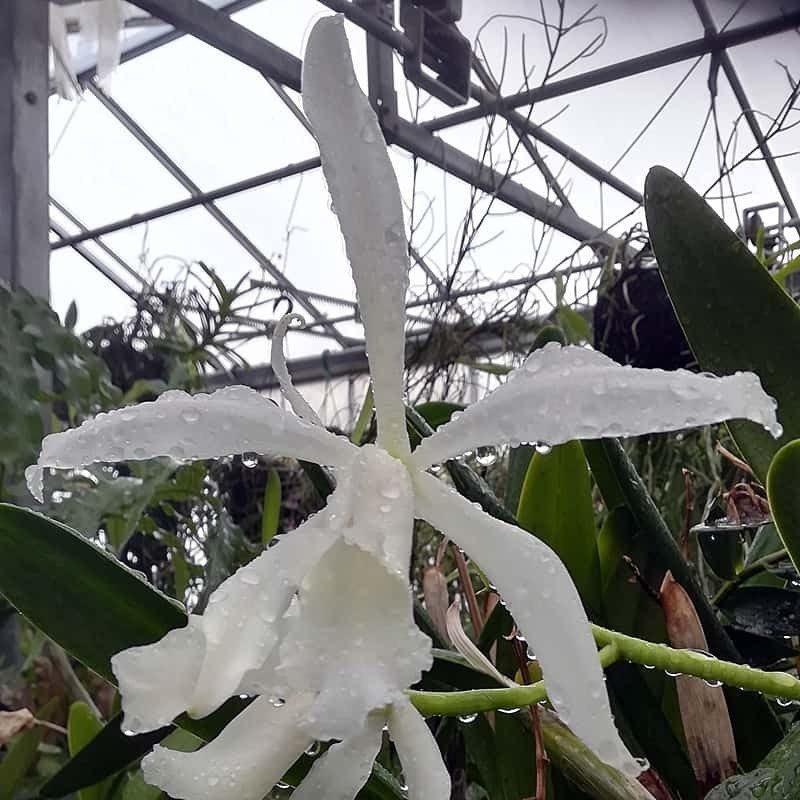 Cattleya Schilleriana grex (1898) f. alba