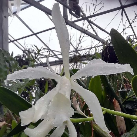 Cattleya Schilleriana grex (1898) f. alba