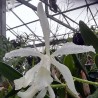 Cattleya Schilleriana grex (1898) f. alba