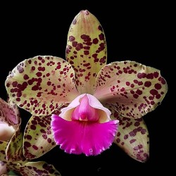 Rhyncholaeliocattleya Durigan 'Gemini'
