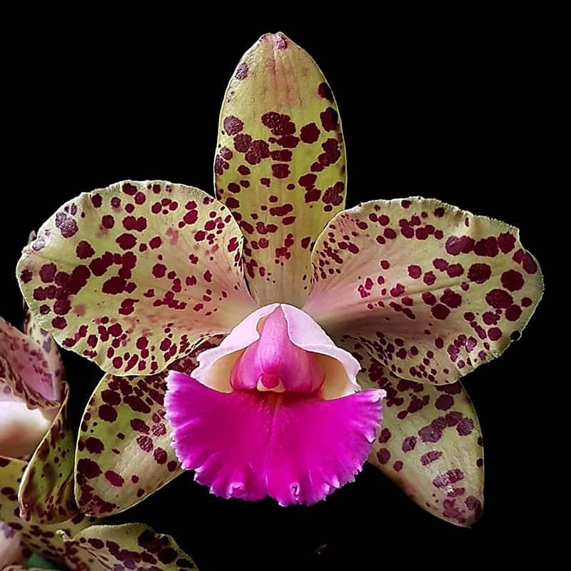 Rhyncholaeliocattleya Durigan 'Gemini'