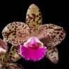 Rhyncholaeliocattleya Durigan 'Gemini'