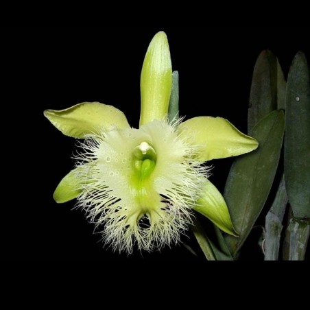 Rhyncholaelia digbyana