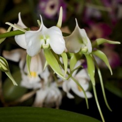 Angraecum eburneum subsp. xerophilum