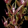 Cirrhaea dependens