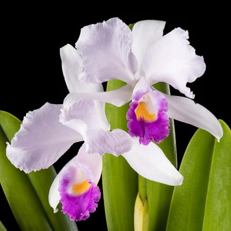 Cattleya trianae