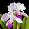 Cattleya trianae