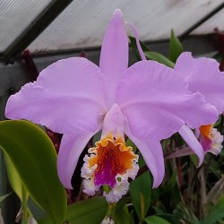 Cattleya mossiae