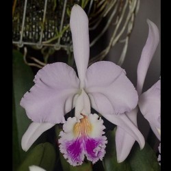 Cattleya mendelii
