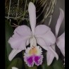 Cattleya mendelii