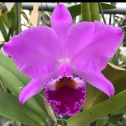 Cattleya labiata f. rubra