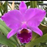 Cattleya labiata f. rubra