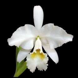 Cattleya labiata f. alba