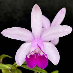 Cattleya intermedia