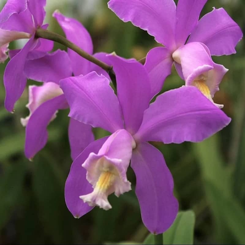 Cattleya harrisoniana