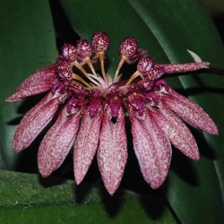 Bulbophyllum annamense