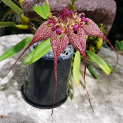 Bulbophyllum rothschildianum