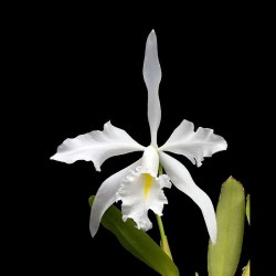 Cattleya maxima f. alba