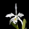 Cattleya maxima f. alba