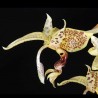 Stanhopea oculata