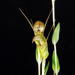Pterostylis × furcillata