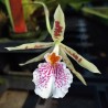 Trichopilia Becky Unruh