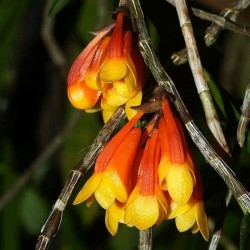 Dendrobium subclausum