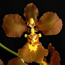 Gomesa praetexta