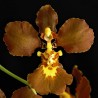 Gomesa praetexta