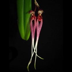 Bulbophyllum biflorum