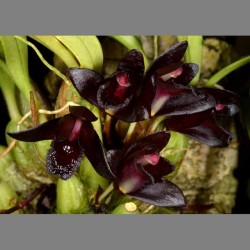 Maxillaria schunkeana