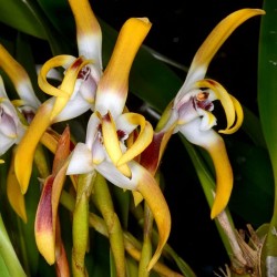 Maxillaria longipetala