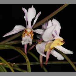 Holcoglossum cf. singchianum