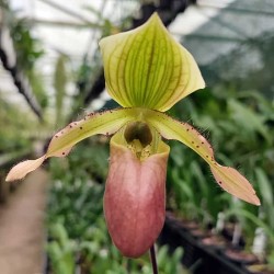 Paphiopedilum Pat Rowland x primulinum