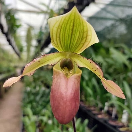 Paphiopedilum Pat Rowland x primulinum