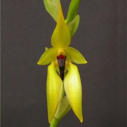 Bulbophyllum amplebracteatum subsp. carunculatum