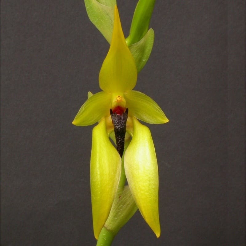 Bulbophyllum amplebracteatum subsp. carunculatum