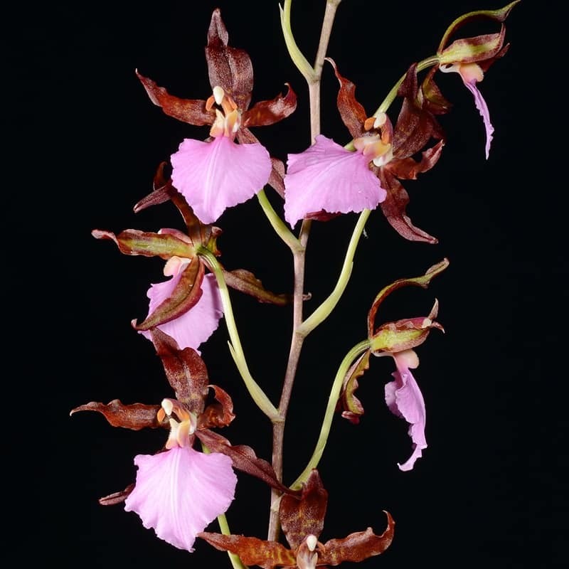 Rhynchostele bictoniensis