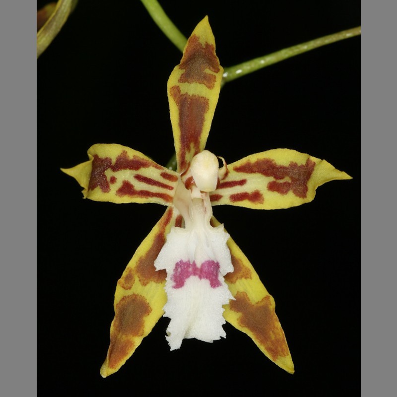 Odontoglossum constrictum